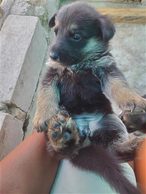 Purebred German Shepherds Puppies for sale