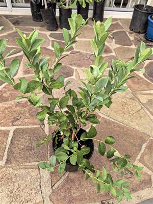 Star Blueberry Trees 