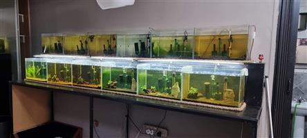 Tank set up for sale 
