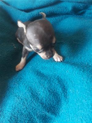 Chihuahua puppies 