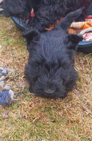  Male Scottish Terrier puppy for sale