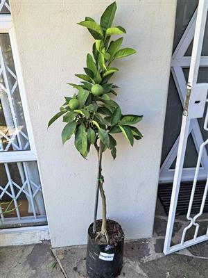 Fruit-bearing Grafted Midnight Valencia Orange Trees 