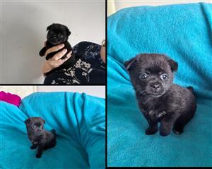 Maltese x Pomeranian 