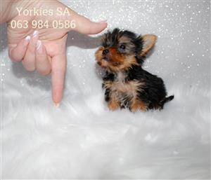 Yorkshire Terrier (yorkie) Female. Petit little girl