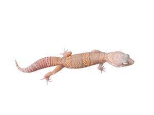 Leopard Gecko For Sale 