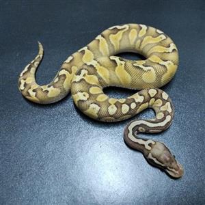 Ball python hatchlings for sale 
