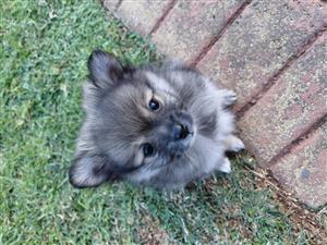 Toypom (pomeranian) male puppy for sale