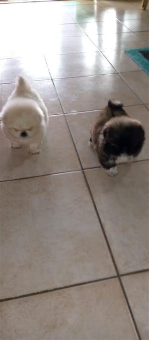 Miniature pekingese puppies for sale