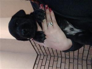 Great dane puppies for sales