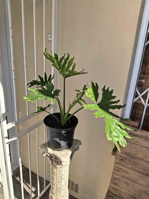 Vibrant Philodendron Selloum in 21cm pot 