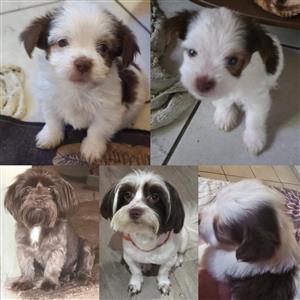 MALE BIRO CHOC AND WHITE BABY YORKIE FOR SALE 