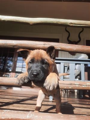 Belgium Malinois Puppies available - 3 Males - From strong bloodlines.