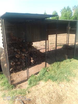 Chicken and Bird Cages, Feeders, Nests, Drinkers