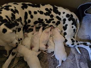 Dalmatian Puppies For Sale 