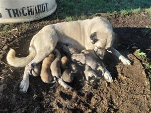 Anatolian Shepherd Puppies / Anatoliese Herdershondjies