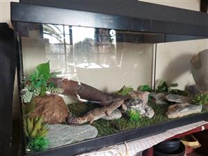 Male leopard gecko and setup