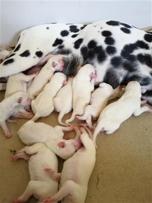 Beautiful Dalmatian puppies for sale