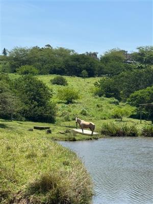 FARM IN THE CITY WITH SEA VIEWS
