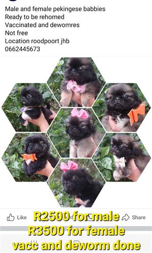 Pekingese baby boy