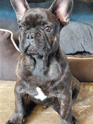 Beautiful French bulldog puppies available