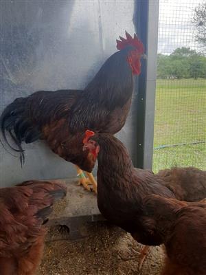 Purebred Rhode Island Red Chicks
