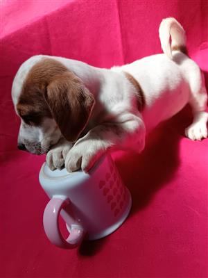 Jack Russell puppies 