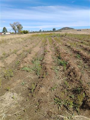 Vegetable Farm for rent 