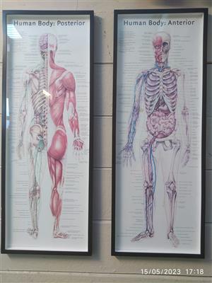 Human Anatomy Diagrams for Sale 