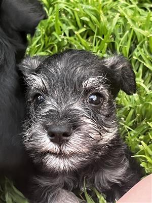 Beautiful Miniature Schnauzer puppies for sale