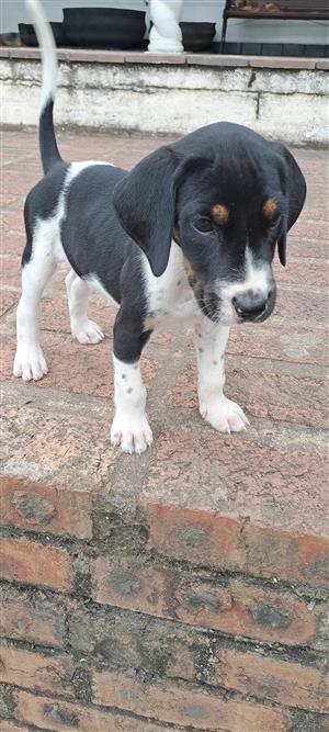 English blue tick pointers puppies