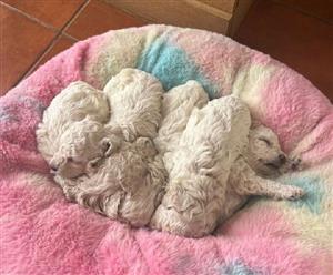 Miniature French Poodle puppies for sale 