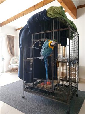 Macaw with cage for sale