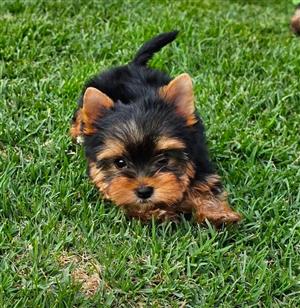Yorkies