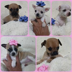 Chihuahua Puppies 