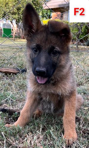 6x GERMAN SHEPHERD PUPPIES IN BRITS, NORTH WEST