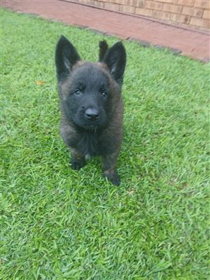 DUTCH SHEPHERD PUPPIES 