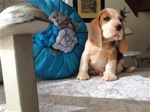 Two Beautiful, Healthy Beagle Puppies KUSA Registered