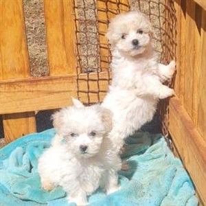 beautiful little Maltese pups 