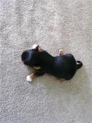 Yorkies 4 male for sale, 2 x traditional, 1 x blue berry, 1 x red sable, 