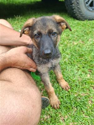 3x female german shepherd puppies