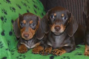 Chocolate Dachshund / Worshondjies puppies