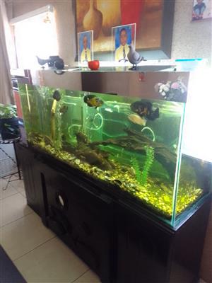 1.8m fish tank & stand 