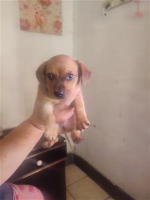 male Yorkie x duschound