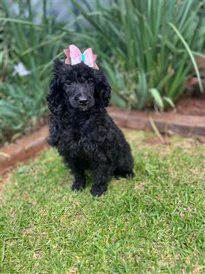 Gorgeous toy poodle girl available 