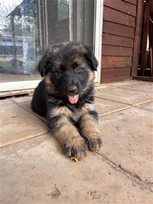 German Shepherd puppies