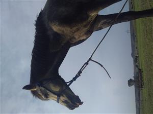 Horse for sale arabier x welsh