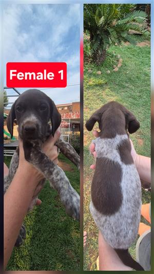 German Shorthaired Pointer puppies for sale 