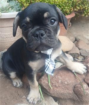 1x MALE REGISTERED FRENCH BULLDOG PUP IN ALIWAL NORTH, EASTERN CAPE