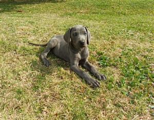 Weimaraner puppies