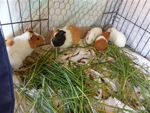 Guinea pigs